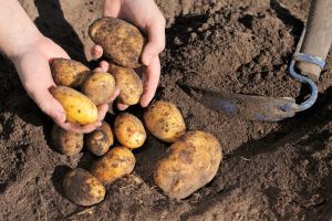 potatoes - Fylde Fresh and Fabulous