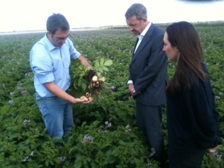 Maris Piper Crop - Fylde Fresh and Fabulous