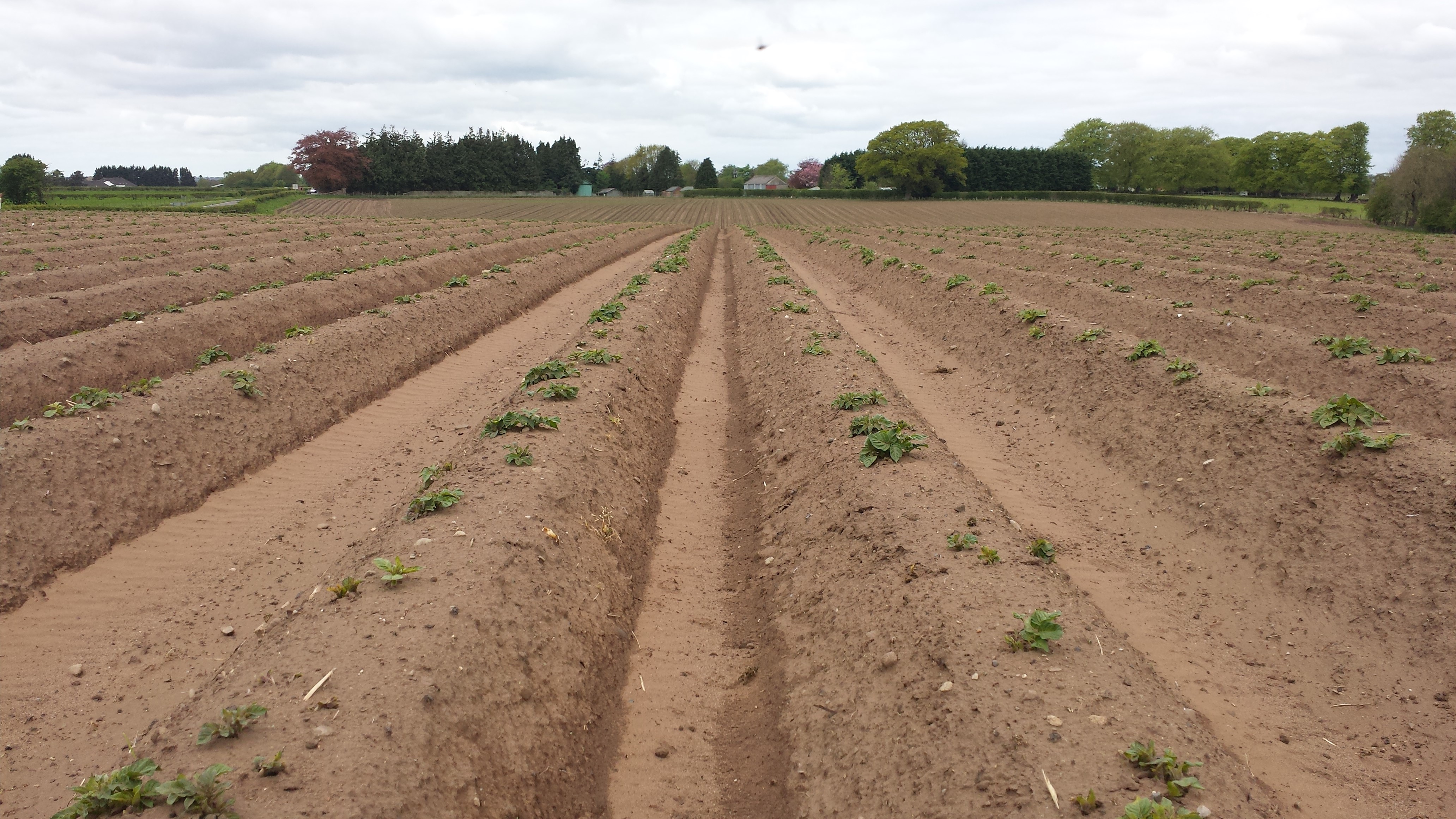 potato field