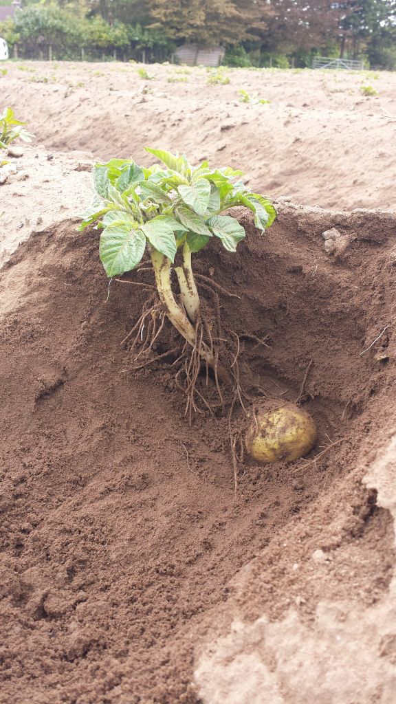 potato plant