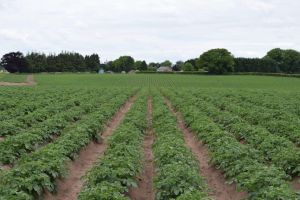 potato field