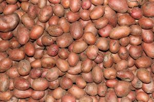 bunch of red potatoes