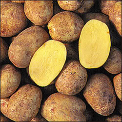 Yukon-gold-potatoes